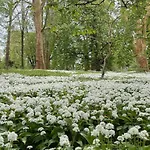 Meeresblume - *